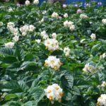 芒種~夏至までの過ごし方【芒種とはどんな日?時期・期間はいつ?とるべき食材・食べ物は?】