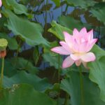 人生に困難や辛さを感じた時に読む話 ~蓮の花から学ぶこと~